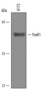 FOXK1 Antibody in Western Blot (WB)