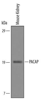 PACAP Polyclonal Antibody