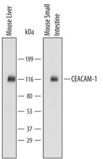 CEACAM1 Antibody in Western Blot (WB)