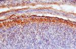 SEMA4G Polyclonal Antibody