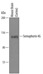 SEMA4G Antibody in Western Blot (WB)