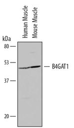 B3GNT1 Polyclonal Antibody