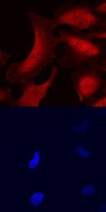 STS1 Polyclonal Antibody