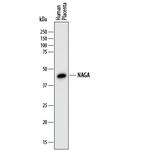 NAGA Polyclonal Antibody