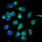 CANT1 Antibody in Immunocytochemistry (ICC/IF)