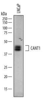 CANT1 Antibody in Western Blot (WB)