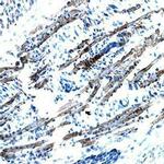 VWC2 Polyclonal Antibody