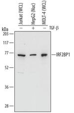 IRF2BP1 Antibody in Western Blot (WB)