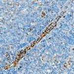 CD357 (AITR/GITR) Antibody in Immunohistochemistry (Paraffin) (IHC (P))