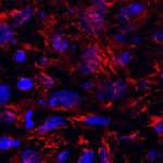 IMPAD1 Polyclonal Antibody