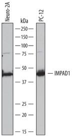 IMPAD1 Antibody in Western Blot (WB)