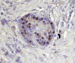ARX Antibody in Immunohistochemistry (Paraffin) (IHC (P))