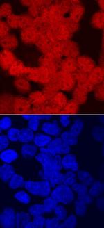 CRX Polyclonal Antibody