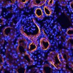 Amnionless Polyclonal Antibody