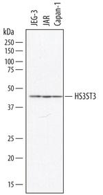 HS3ST3B1 Polyclonal Antibody
