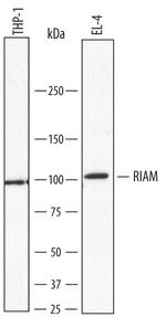 RIAM Antibody in Western Blot (WB)