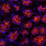 GKN1 Antibody in Immunohistochemistry (Frozen) (IHC (F))