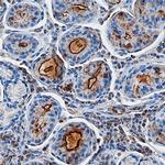 GKN1 Polyclonal Antibody