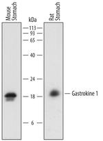 GKN1 Antibody in Western Blot (WB)