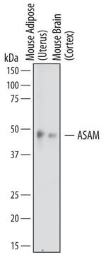 ASAM Polyclonal Antibody