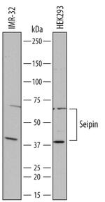 Seipin Antibody in Western Blot (WB)