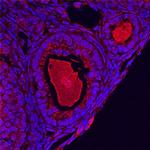 GDF9 Antibody in Immunohistochemistry (Frozen) (IHC (F))