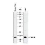 GDF9 Antibody in Western Blot (WB)