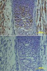 TSG Polyclonal Antibody