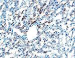 Chordin Polyclonal Antibody