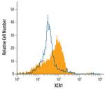 XCR1 Antibody in Flow Cytometry (Flow)