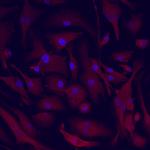 MIP-3 beta Polyclonal Antibody