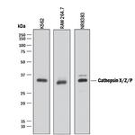 Cathepsin Z Antibody in Western Blot (WB)