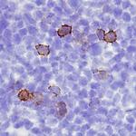 CD137 Polyclonal Antibody