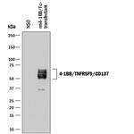 CD137 Antibody in Western Blot (WB)