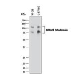 ADAM9 Polyclonal Antibody
