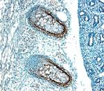 GREM1 Antibody in Immunohistochemistry (Frozen) (IHC (F))