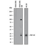 FGF19 Antibody in Western Blot (WB)