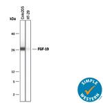 FGF19 Polyclonal Antibody
