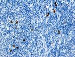 CXCL16 Antibody in Immunohistochemistry (Paraffin) (IHC (P))
