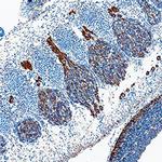 Glypican 2 Polyclonal Antibody