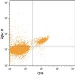 SIGLEC11 Polyclonal Antibody