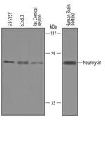NLN Polyclonal Antibody