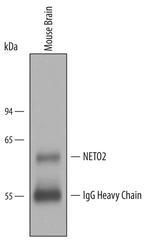 NETO2 Antibody in Immunoprecipitation (IP)