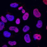 SOX15 Antibody in Immunocytochemistry (ICC/IF)