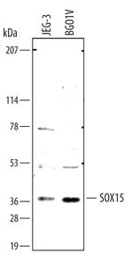 SOX15 Antibody in Western Blot (WB)
