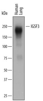 IGSF3 Polyclonal Antibody