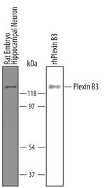 PLXNB3 Polyclonal Antibody