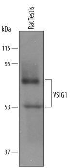 VSIG1 Polyclonal Antibody