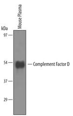 Complement Factor D Polyclonal Antibody