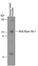 NAALADL1 Polyclonal Antibody